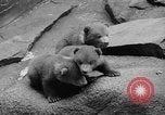 Image of triplet bear cubs Washington DC USA, 1936, second 18 stock footage video 65675053232