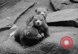 Image of triplet bear cubs Washington DC USA, 1936, second 19 stock footage video 65675053232