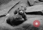 Image of triplet bear cubs Washington DC USA, 1936, second 20 stock footage video 65675053232