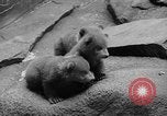 Image of triplet bear cubs Washington DC USA, 1936, second 21 stock footage video 65675053232