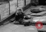 Image of triplet bear cubs Washington DC USA, 1936, second 22 stock footage video 65675053232
