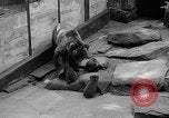 Image of triplet bear cubs Washington DC USA, 1936, second 23 stock footage video 65675053232