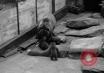 Image of triplet bear cubs Washington DC USA, 1936, second 24 stock footage video 65675053232