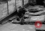 Image of triplet bear cubs Washington DC USA, 1936, second 25 stock footage video 65675053232