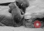 Image of triplet bear cubs Washington DC USA, 1936, second 26 stock footage video 65675053232