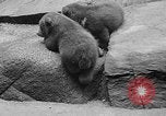 Image of triplet bear cubs Washington DC USA, 1936, second 27 stock footage video 65675053232