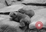 Image of triplet bear cubs Washington DC USA, 1936, second 28 stock footage video 65675053232