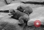 Image of triplet bear cubs Washington DC USA, 1936, second 29 stock footage video 65675053232