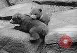 Image of triplet bear cubs Washington DC USA, 1936, second 30 stock footage video 65675053232