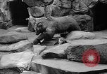 Image of triplet bear cubs Washington DC USA, 1936, second 31 stock footage video 65675053232