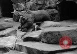 Image of triplet bear cubs Washington DC USA, 1936, second 32 stock footage video 65675053232