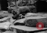 Image of triplet bear cubs Washington DC USA, 1936, second 33 stock footage video 65675053232