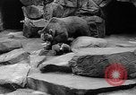 Image of triplet bear cubs Washington DC USA, 1936, second 34 stock footage video 65675053232