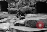 Image of triplet bear cubs Washington DC USA, 1936, second 35 stock footage video 65675053232