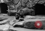 Image of triplet bear cubs Washington DC USA, 1936, second 36 stock footage video 65675053232