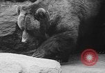 Image of triplet bear cubs Washington DC USA, 1936, second 37 stock footage video 65675053232