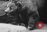 Image of triplet bear cubs Washington DC USA, 1936, second 38 stock footage video 65675053232