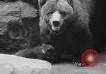 Image of triplet bear cubs Washington DC USA, 1936, second 39 stock footage video 65675053232