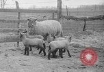 Image of quintuplet lambs Wilmington Ohio USA, 1936, second 3 stock footage video 65675053233