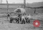 Image of quintuplet lambs Wilmington Ohio USA, 1936, second 4 stock footage video 65675053233