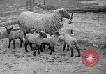 Image of quintuplet lambs Wilmington Ohio USA, 1936, second 5 stock footage video 65675053233
