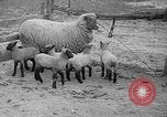 Image of quintuplet lambs Wilmington Ohio USA, 1936, second 6 stock footage video 65675053233