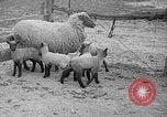 Image of quintuplet lambs Wilmington Ohio USA, 1936, second 7 stock footage video 65675053233