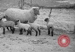 Image of quintuplet lambs Wilmington Ohio USA, 1936, second 8 stock footage video 65675053233