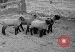 Image of quintuplet lambs Wilmington Ohio USA, 1936, second 9 stock footage video 65675053233