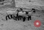 Image of quintuplet lambs Wilmington Ohio USA, 1936, second 10 stock footage video 65675053233