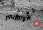 Image of quintuplet lambs Wilmington Ohio USA, 1936, second 11 stock footage video 65675053233