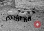 Image of quintuplet lambs Wilmington Ohio USA, 1936, second 12 stock footage video 65675053233
