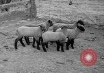Image of quintuplet lambs Wilmington Ohio USA, 1936, second 13 stock footage video 65675053233