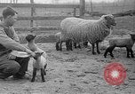 Image of quintuplet lambs Wilmington Ohio USA, 1936, second 15 stock footage video 65675053233