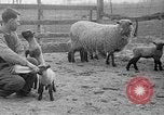 Image of quintuplet lambs Wilmington Ohio USA, 1936, second 16 stock footage video 65675053233