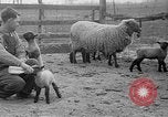 Image of quintuplet lambs Wilmington Ohio USA, 1936, second 17 stock footage video 65675053233