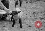Image of quintuplet lambs Wilmington Ohio USA, 1936, second 18 stock footage video 65675053233