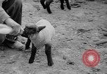 Image of quintuplet lambs Wilmington Ohio USA, 1936, second 19 stock footage video 65675053233