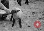 Image of quintuplet lambs Wilmington Ohio USA, 1936, second 20 stock footage video 65675053233