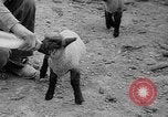 Image of quintuplet lambs Wilmington Ohio USA, 1936, second 21 stock footage video 65675053233