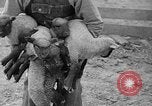 Image of quintuplet lambs Wilmington Ohio USA, 1936, second 22 stock footage video 65675053233