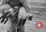 Image of quintuplet lambs Wilmington Ohio USA, 1936, second 23 stock footage video 65675053233