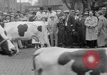 Standbild Kühe Sabetha Kansas USA, 1936, aus Sekunde 36 historischem Filmmaterial Videoclip 65675053235