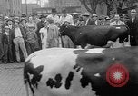 Standbild Kühe Sabetha Kansas USA, 1936, aus Sekunde 38 historischem Filmmaterial Videoclip 65675053235