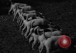 Immagine di Inglese Fox Terrier cuccioli Fort McPherson Georgia USA, 1940, secondo 7 filmato di repertorio 65675053251