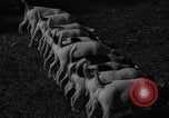 Immagine di Inglese Fox Terrier cuccioli Fort McPherson Georgia USA, 1940, secondo 8 filmato di repertorio 65675053251