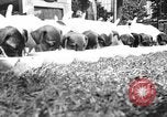 Immagine di Inglese Fox Terrier cuccioli Fort McPherson Georgia USA, 1940, secondo 9 filmato di repertorio 65675053251