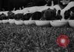 Immagine di Inglese Fox Terrier cuccioli Fort McPherson Georgia USA, 1940, secondo 12 filmato di repertorio 65675053251
