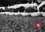 Immagine di Inglese Fox Terrier cuccioli Fort McPherson Georgia USA, 1940, secondo 13 filmato di repertorio 65675053251