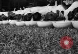Immagine di Inglese Fox Terrier cuccioli Fort McPherson Georgia USA, 1940, secondo 14 filmato di repertorio 65675053251